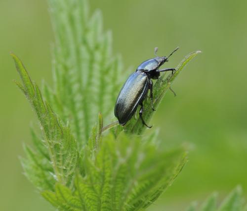 Platycerus sp.
